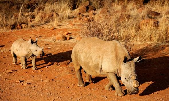 En svart avhornad noshörning och hennes kalv på ett viltreservat i Sydafrika den 3 augusti. Dess horn har tagits bort, förmodligen av djurskydddsaktivister för att skydda den från att dödas av tjuvskyttar som dödar noshörningarna för de värdefulla hornen. (Foto: Stephane De Sakutin/AFP/Getty Images)