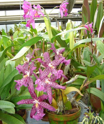 Blommande orkidéer i Botaniska Trädgården i Göteborg. (Foto: Barbro Plogander)