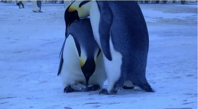 Två kejsarpingviner sörjer en liten pingvinunges död. (Skärmbild: YouTube.com)
