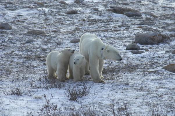 En isbjörnshona med spårningshalsband och hennes två ungar väntar på att havsisen ska lägga sig. (Copyright Andrew Derocher, University of Alberta)