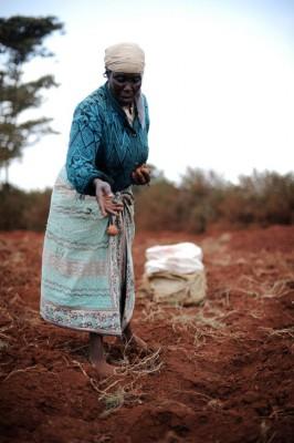 En kenyansk kvinna sätter potatis på en liten jordplätt. Afrikanska bönder är bland de fattigaste människorna i världen, men det finns också många framgångshistorier som regeringar och donationsorganisationer kan lära av för att nå framgång i framtiden. (Foto: Roberto Schmidt / AFP / Getty Images)
