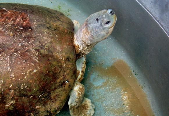 En 28-kilos batagursköldpadda fastnade en dag i en thailändsk fiskares nät. Fångsten förvånade honom då arten under 20 år  ansetts utrotad i Thailand. (Foto: AFP/HO/WWF/ Songpol Tippayawong) 
