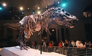 Sue, det största och mest kompletta exemplaret av Tyrannosaurus rex som någonsin hittats, visas på Field Museum i Chicago. Protein har kunnat återskapas från den 68 miljoner år gamla dinosauriens ben och forskarna säger att proteinet liknar en kycklings. (Foto: Tim Boyle/Newsmakers)