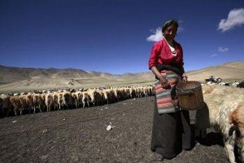 Tibetansk herde. (Getty Images)
