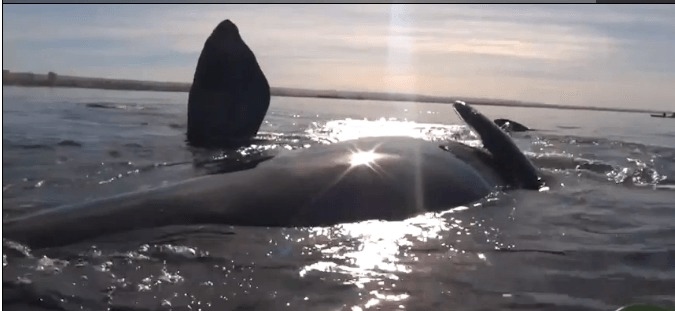 En val lyfter upp kajak på sin rygg. (Skärmbild av Epoch video)