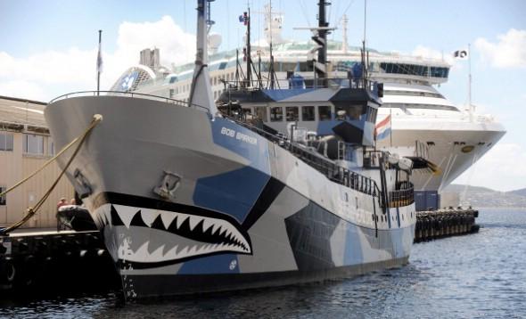 Miljöaktivistgruppen Sea Shepherds fartyg Bob Barker ligger förtöjt i Hobart medan man förbereder sig för att konfrontera den japanska valjaktsflottan i Södra oceanen. Den 13 december 2011. (William West/AFP/Getty Images)