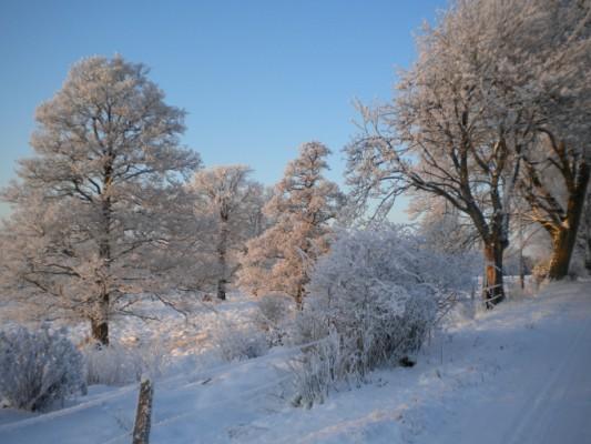 En vit gnistrande kall vinternatt med fullmåne avslutade 2009, men en ny dag gryr. (Foto: Veronica Örfelth)
