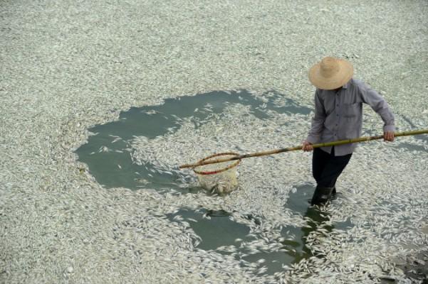 En boende i området rensar bort död fisk från Fuhefloden i Wuhan, Hubeiprovinsen, i centrala Kina den 3 september 2013, efter att stora mängder fisk dog av farliga halter av ammoniak. Nya officiella rapporter säger att Kinas floder och grundvatten är allvarligt förorenade. (Foto: STR/AFP/Getty Images)