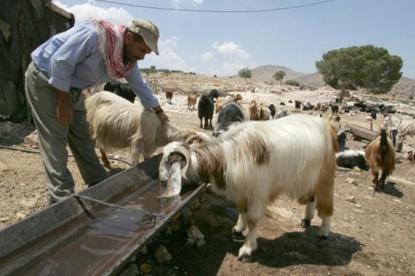 En palestinsk herde har översikt över sina getter när de stannar för att dricka vatten i byn Al-Aqaba på norra Västbankens. (Foto:Jack Guez / AFP / Getty Images)
