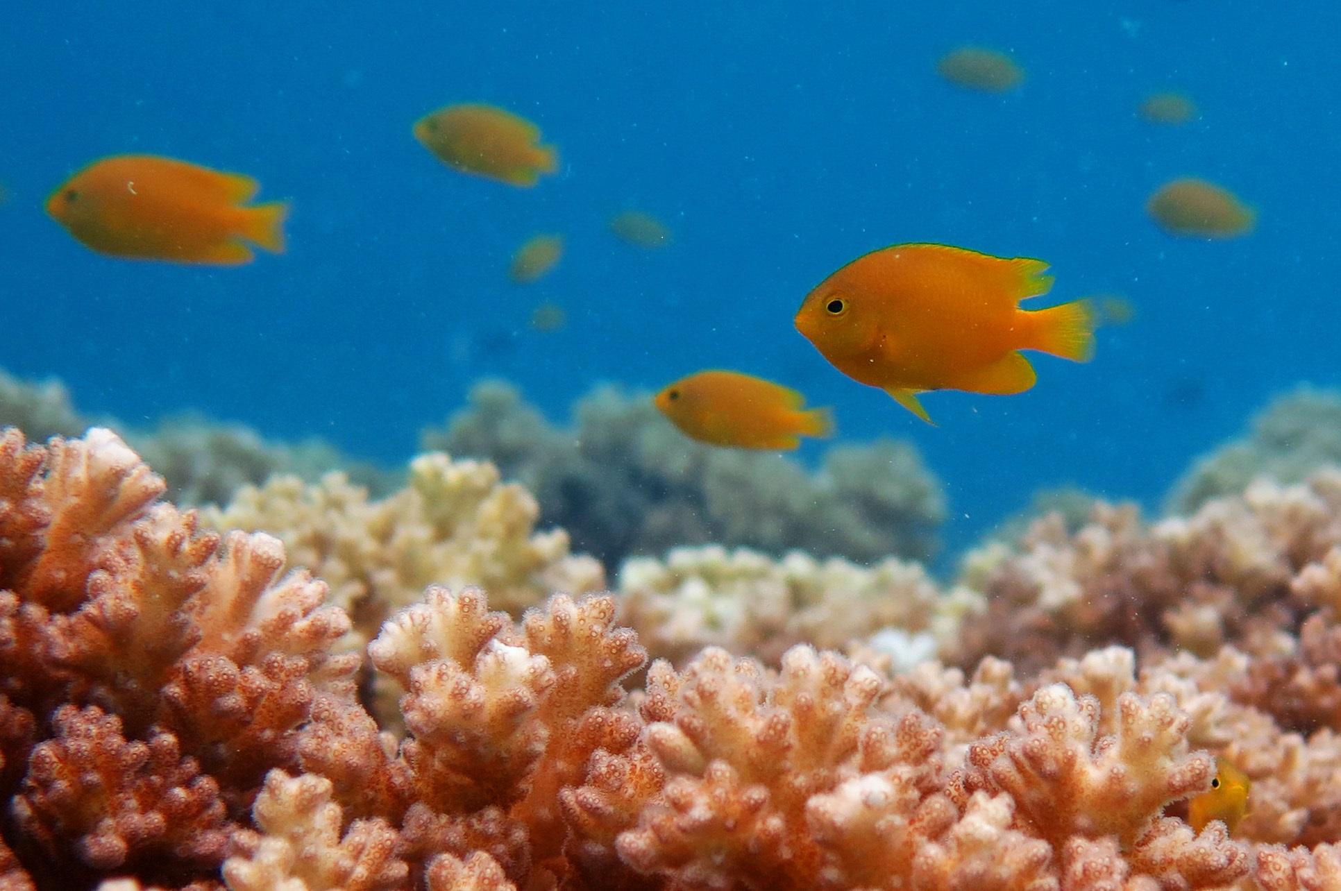 Den gula citronfrökenfisken, en korallrevsfisk som avger en alarmsubstans när den fångats av en rovfisk. Substansens dubbla verkan har nu klarlagts av en svensk-australisk forskargrupp. (Foto: Oona Lönnstedt)