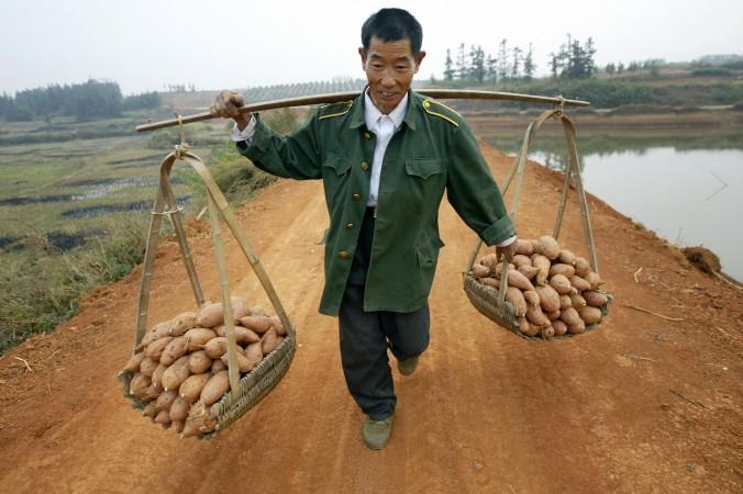 Kinesisk bonde med skörd av sötpotatis. (Foto: Frederic Brown/AFP/Getty Images)