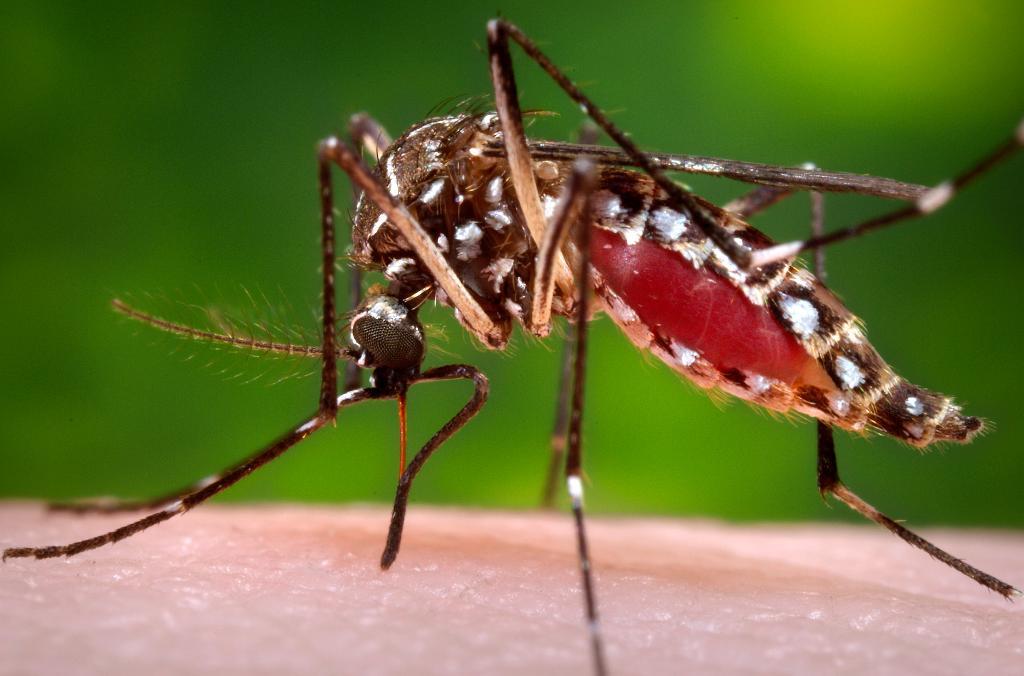 Zika-myggan. (TT)