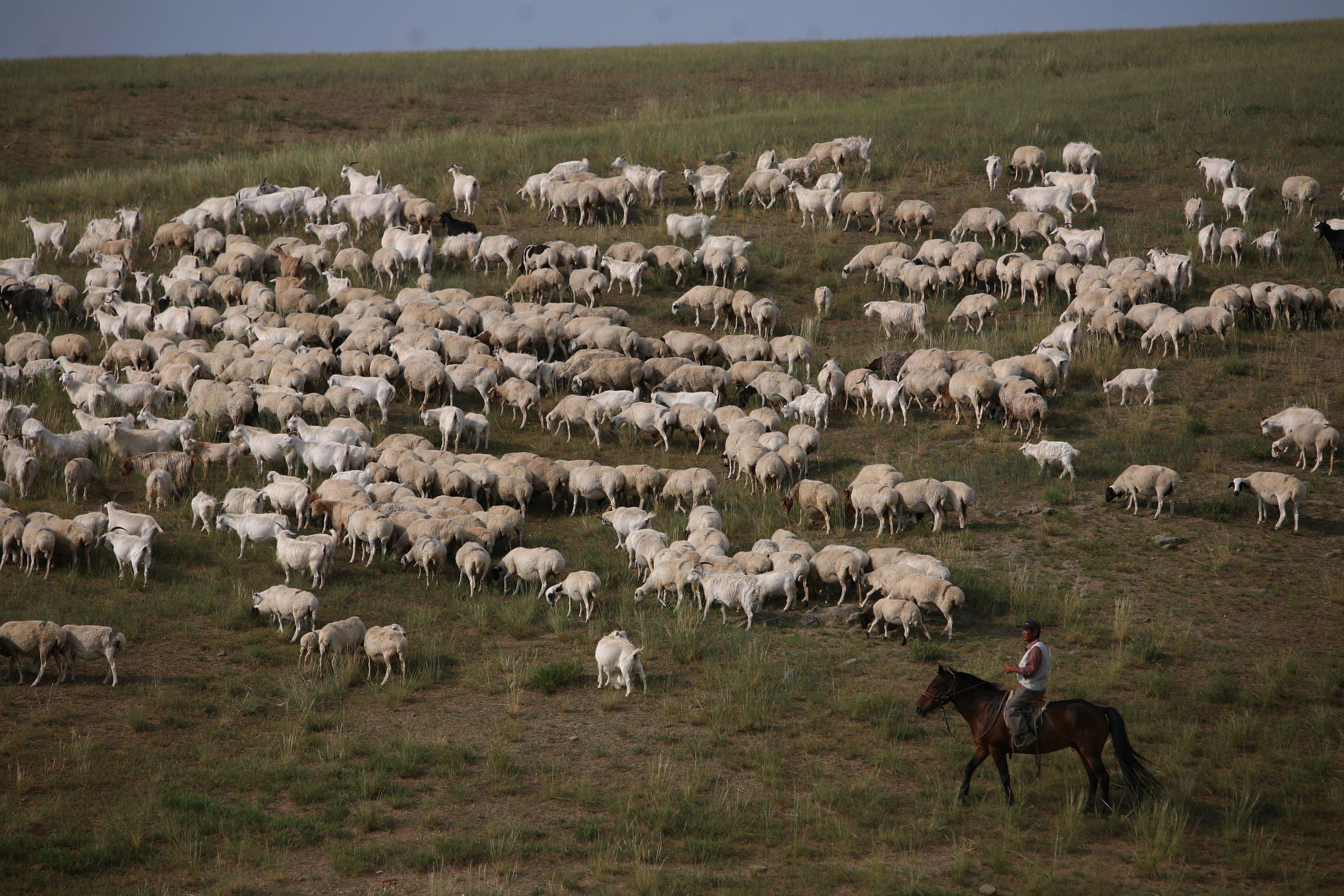 Mongoliska herdar i Xilinhot, Inre Mongoliet, Kina. Den kinesiska regimen började nyligen riva mongoliska herdars bostäder i Alxa-förbundet i västra Inre Mongoliet i ett så kallat "uppgraderingsprojekt". (Foto: China Photos/Getty Images)