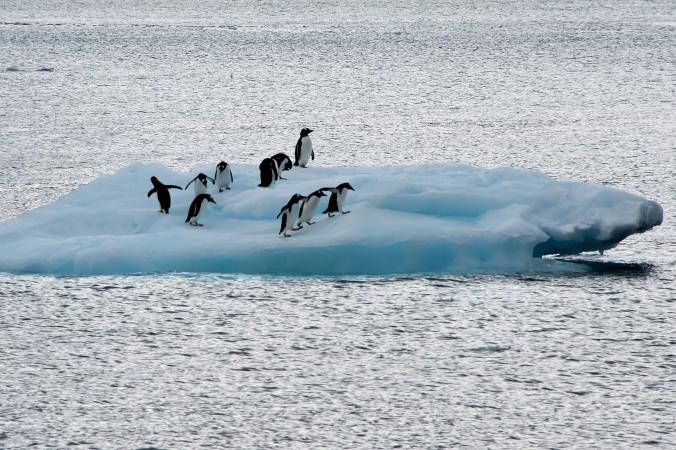 Pingviner på ett isblock på Antarktis den 10 mars 2014. Tiotusentals adeliepingviner tros ha svält ihjäl efter att ett gigantiskt isberg hindrat dem från att skaffa mat. (Foto: Vanderlei Almeida /AFP/Getty Images)