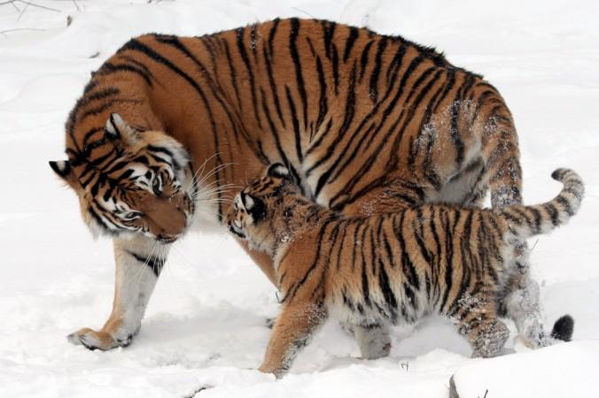 En sibirisk tiger med unge på Buffalos Zoo i USA. Nu kan den starkt hotade tigern vara på väg att stärkas igen globalt, tack vare bevarandeåtgärder. (Foto: Public Domain)