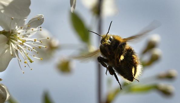 Ett honungsbi samlar pollen från en körsbärsblomma. Svenska forskare håller på att framställa ett alternativ till antibiotika med honungens mjölksyrebakterier. (Foto: Yuri Kadobnov/AFP/Getty Images)