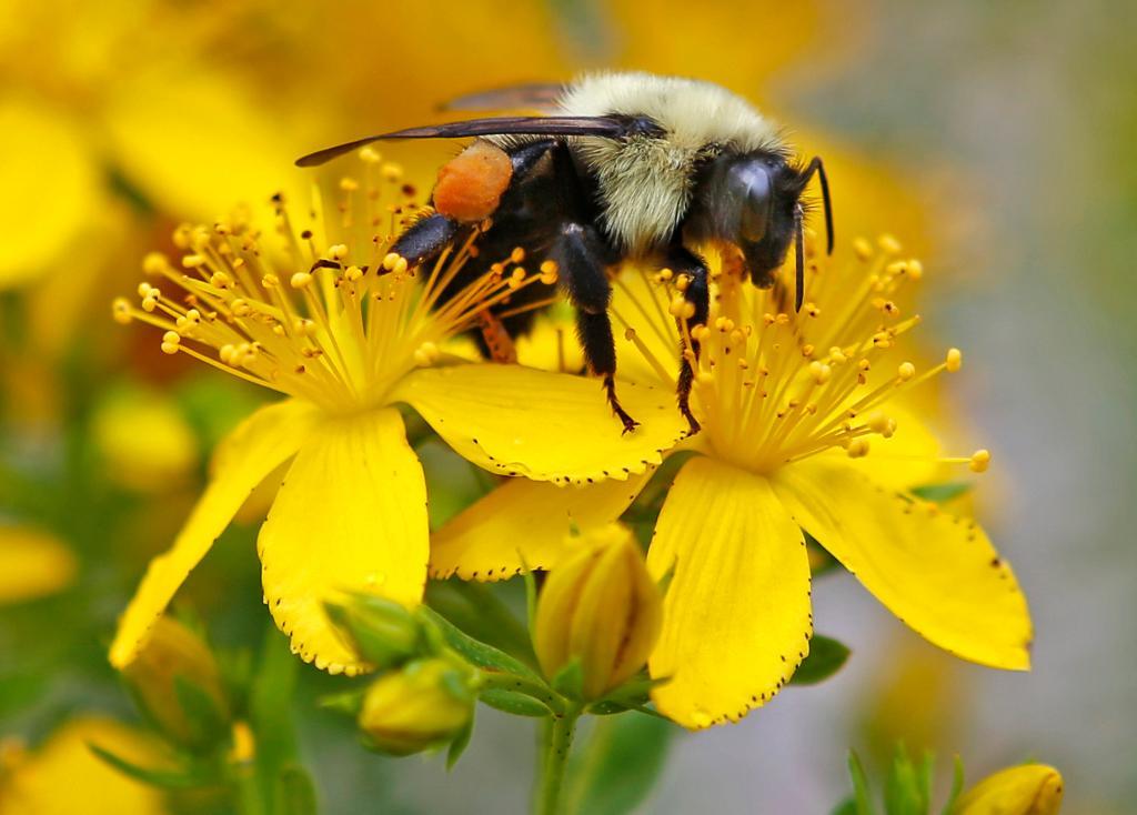 Humlor och vilda bin har blivit färre i många länder de senaste decennierna. Orsaken kan delvis vara bruket av neonikotinoider, en typ av insektsgift som används i bland annat rapsodlingar. (Foto: Robert F Bukaty /AP/TT)