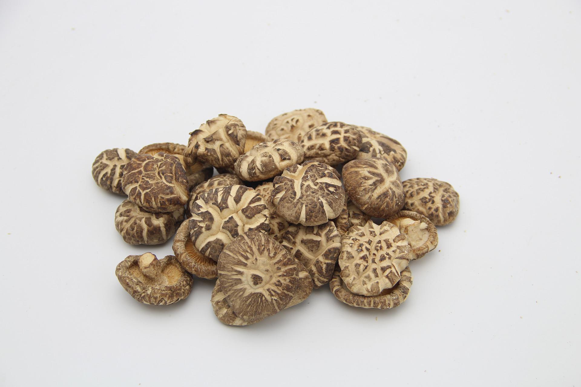 


Shiitake-svampen har använts i tusentals år i matlagning och medicin.                                                                                                                                    