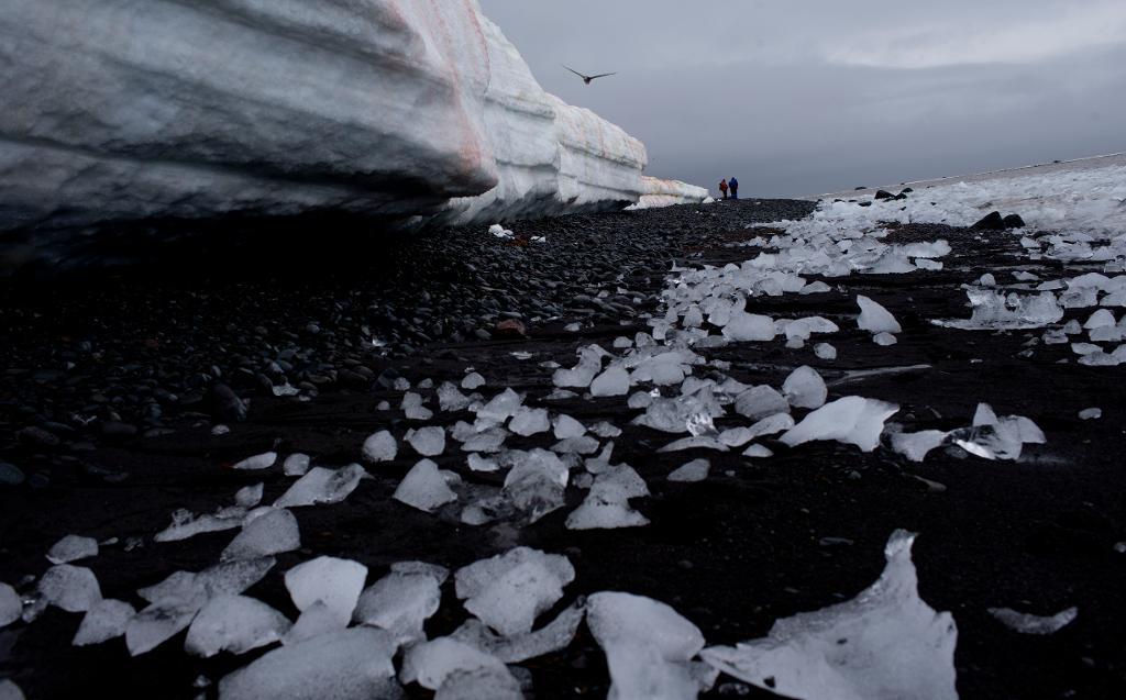 Havsisarna vid Arktis och Antarktis var rekordlåga i januari.  Foto: Natacha Pisarenko/AP/TT-arkivbild