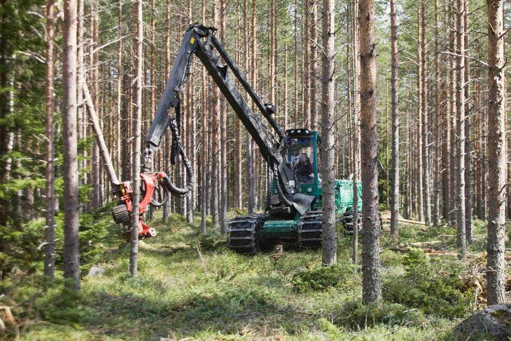 Det kan bli svårt för skogsbrukare att få ersättning om de inte kan avverka skog på grund av fridlysta EU-arter. Arkivbild. Foto: Johan Gunséus/TT