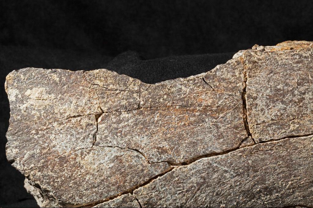 Ett mastodontben som av allt att döma har spräckts genom ett slag med en kraftig sten. Foto: Tom Deméré