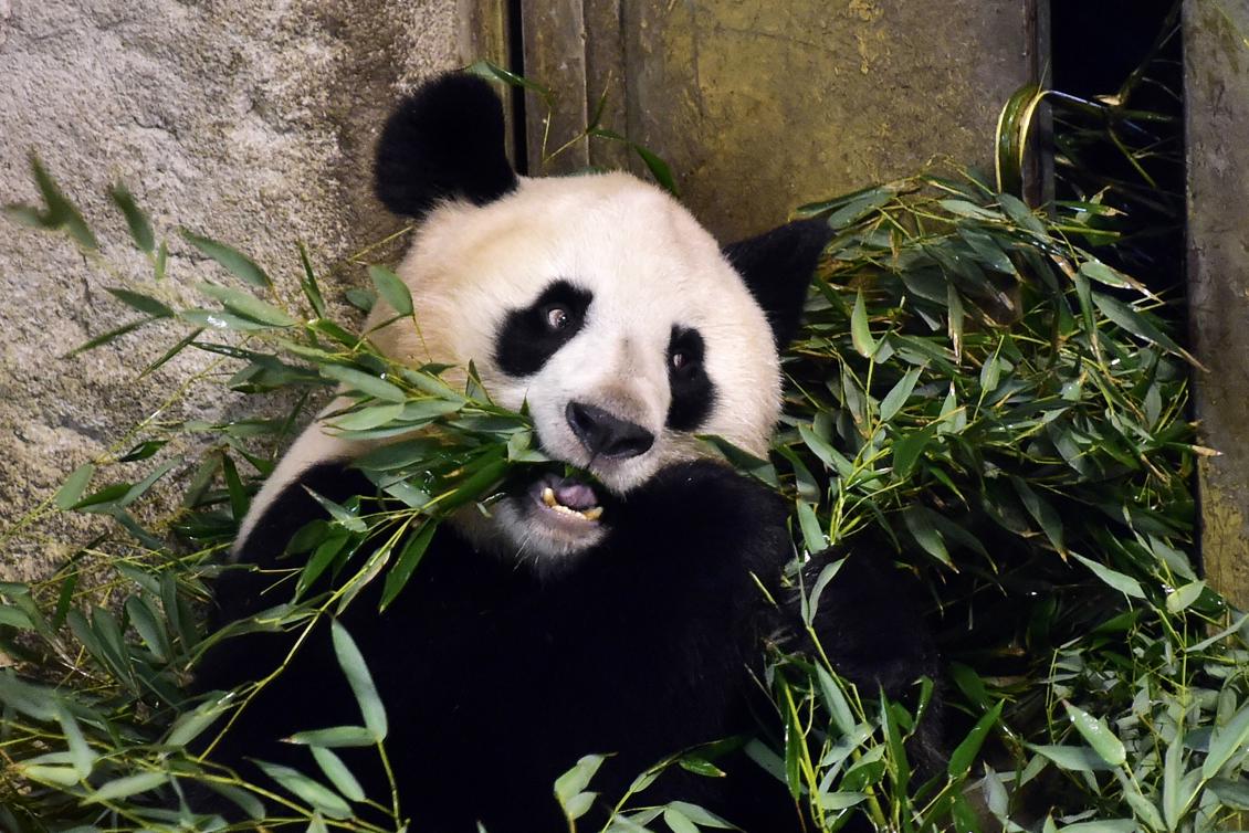 Pandan Hua Zui Ba äter bambu i Madrids Zoo. Foto: Gerard Julien/AFP/Getty Images)