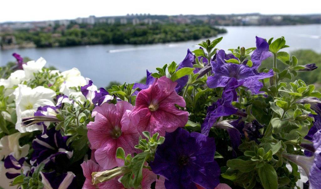 
Petunior är en vanlig blomma i balkonglådor och krukor. Petuniorna på bilden har dock inget med texten att göra. Foto: TT-arkivbild                                            
