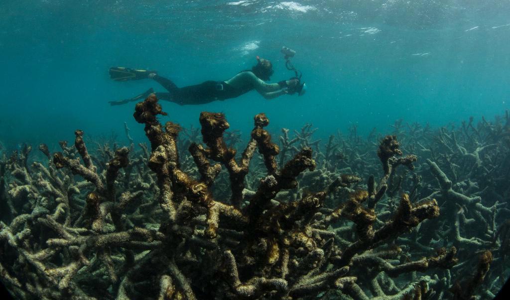 
En dykare fotograferar döda koraller vid Stora Barriärrevet. Foto: AP/TT-arkivbild                                            