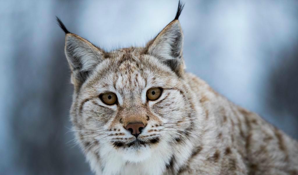Grova jaktbrott är bland de svåraste brotten att utreda enligt åklagaren, Bland annat har tre lodjur dödats på annat sätt än genom skjutning. Foto: Junge, Heiko-arkivbild