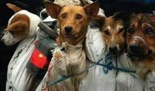 

Foto: Bild från petitionen som samlar underskrifter för ett förbud mot Yulins hundköttsfestival.                                                                                        
