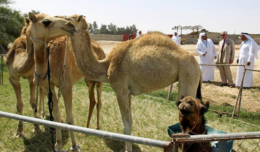 
Kamelinspektion i Qatar. Bilden tog 2013 då en kamelfarm hade besök av brittiske kronprins Charles. Foto: Usama Faysal/AP/TT                                            