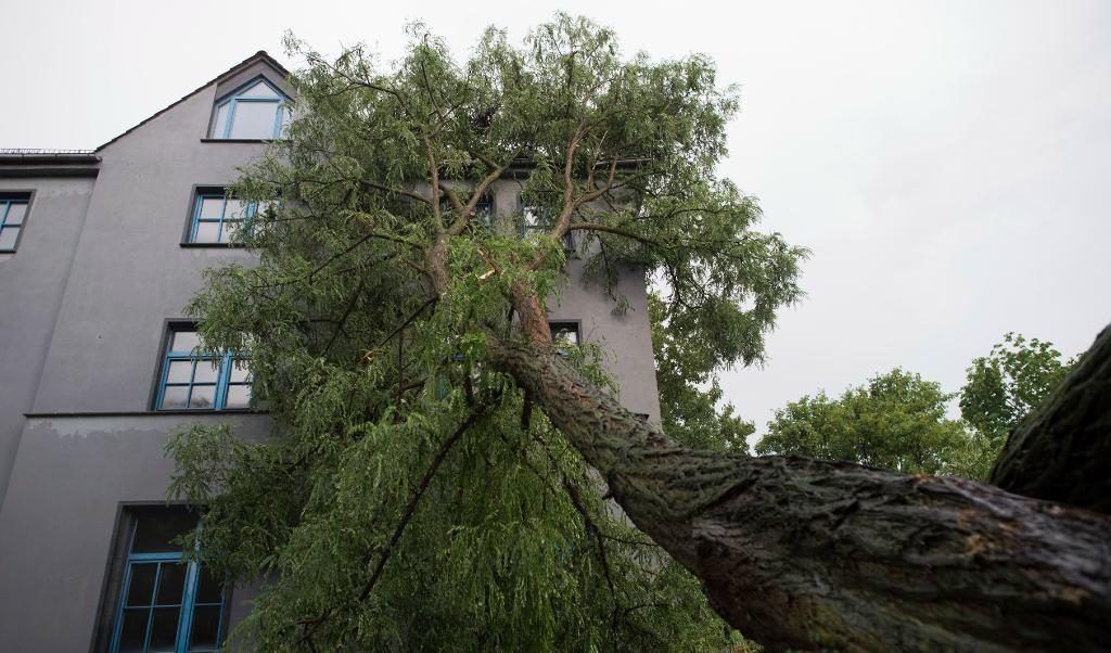 


I stormens spår: ett träd som ryckts upp med rötterna i Magdeburg. Foto: Klaus-Dietmar Gabbert/AP/TT                                                                                                                                    