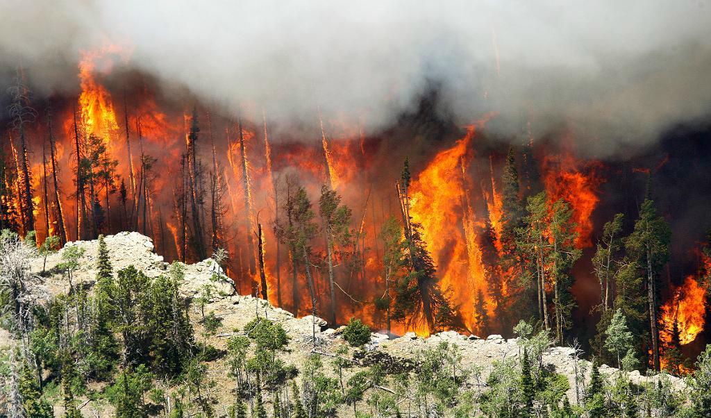 
Spridningen av den enorma skogsbranden i Utah har saktats ned något, tack vare bättre väder. Foto: Stuart Johnson/AP/TT                                            