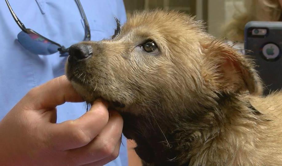 Warrior räddades ur tjära