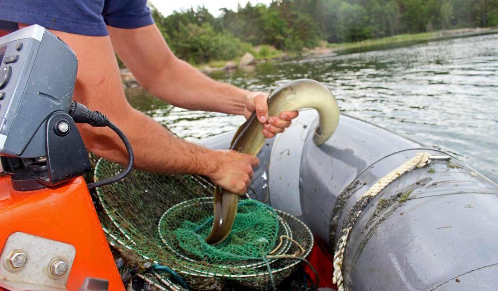 


Havs- och vattenmyndigheten har i sommar stationerat en kontrollbåt i Blekinge, eftersom mycket tyder på att tjuvfisket av den rödlistade ålen är mest utbrett där. På tre månader har 104 ryssjor hittats. Foto: Kustbevakning                                                                                                                                    
