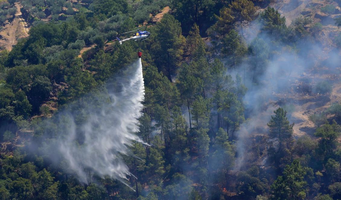 En helikopter vattenbombar en brand i Portugal som pågått i en månad. 2 800 brandmän arbetar för att skydda hem i norra och centrala delarna av landet. Foto: Miguel Riopa/AFP/Getty Images