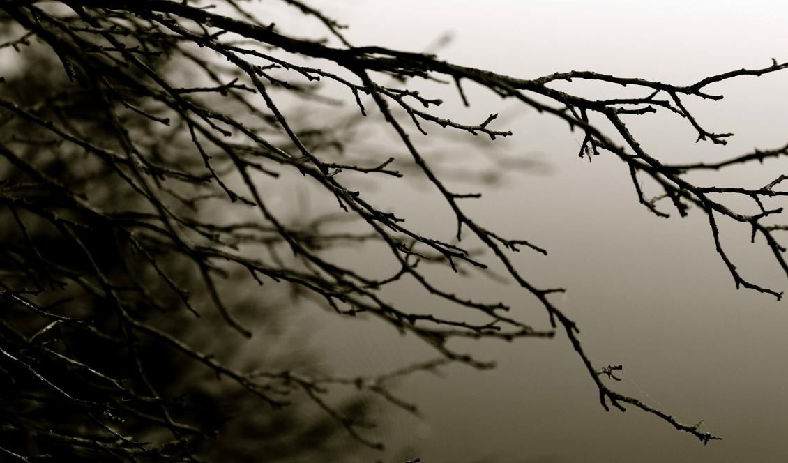 Foto: Susanne W Lamm