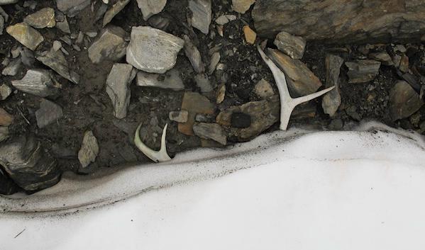 


Arkeologiska fynd som gjorts i samband med undersökningar av områden i fjällen som legat under snö och is i tusentals år. Foto: Erik Sandén, Västerbottens museum                                                                                                                                    