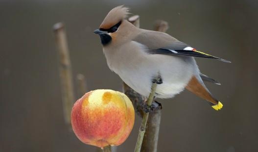 Sidensvans. Foto: Torbjörn Arvidsson