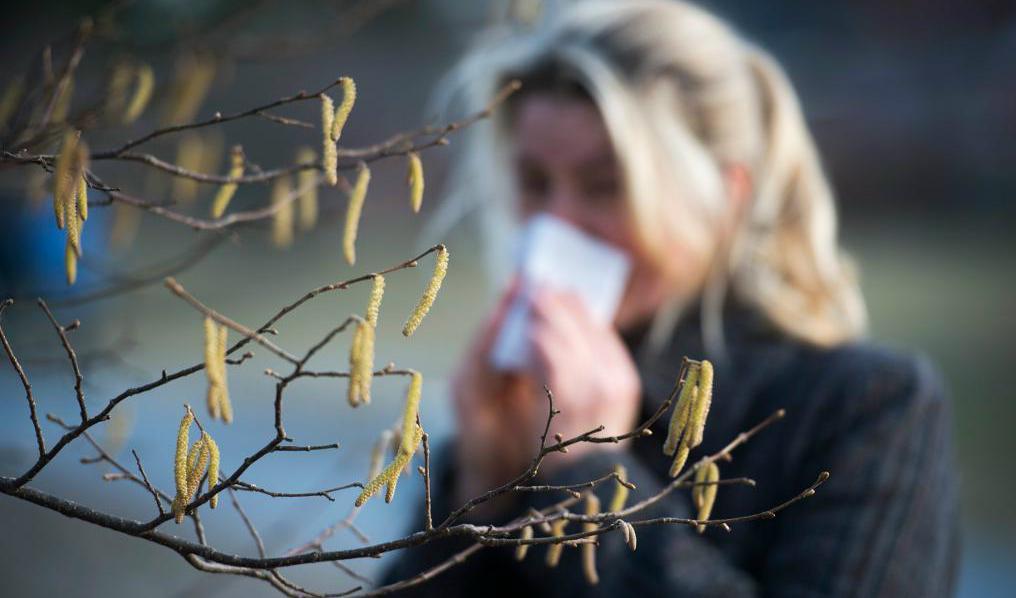 

Pollensäsongen har dragit i gång på grund av det varmare vädret och att klibbalen och hasseln har blommat. Foto: Fredrik Sandberg/TT-arkivbild                                                                                        