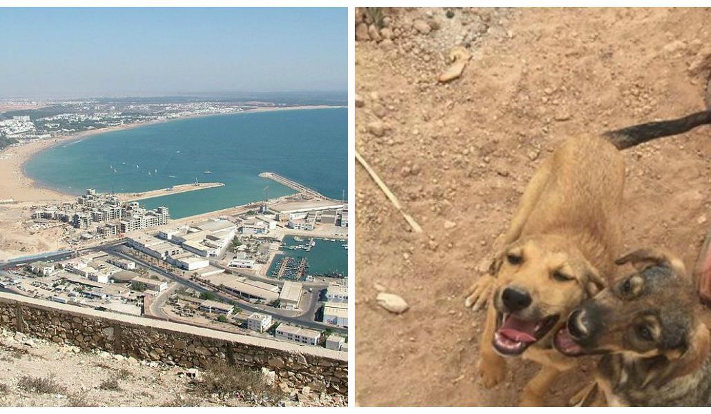 





Herrelösa hundar i Agadir. Foto: GoFundMe.com                                                                                                                                                                                                                                                                        