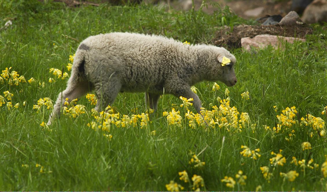 Det stulna lammet har återlämnats till flocken. Lammet på bilden är dock ett helt annat. Foto: Hasse Holmberg / TT Arkivbild