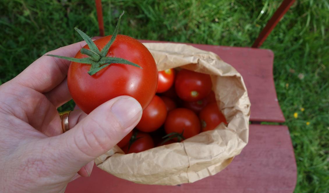 



Lokalodlade, ekologiska tomater, klass 1! Bättre kan det inte bli. Foto: Eva Sagerfors                                                                                                                                                                                