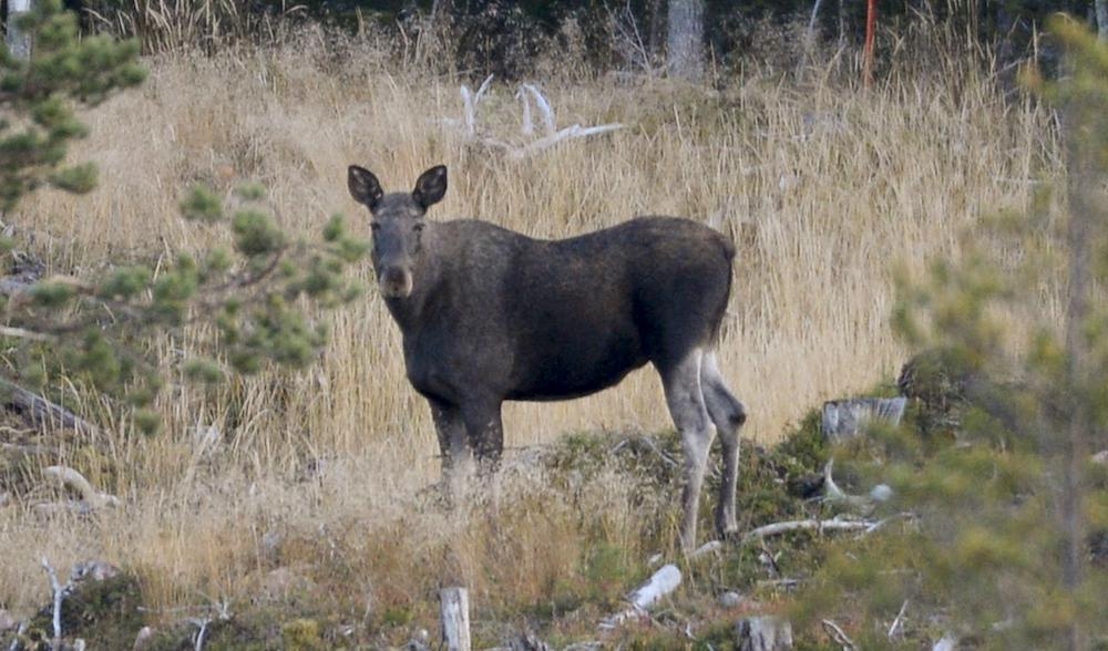 Älgjakten i sig är inte orsak till fler trafikolyckor under hösten, visar ny forskning. Foto: Pontus Lundahl/TT/ Arkivbild.
