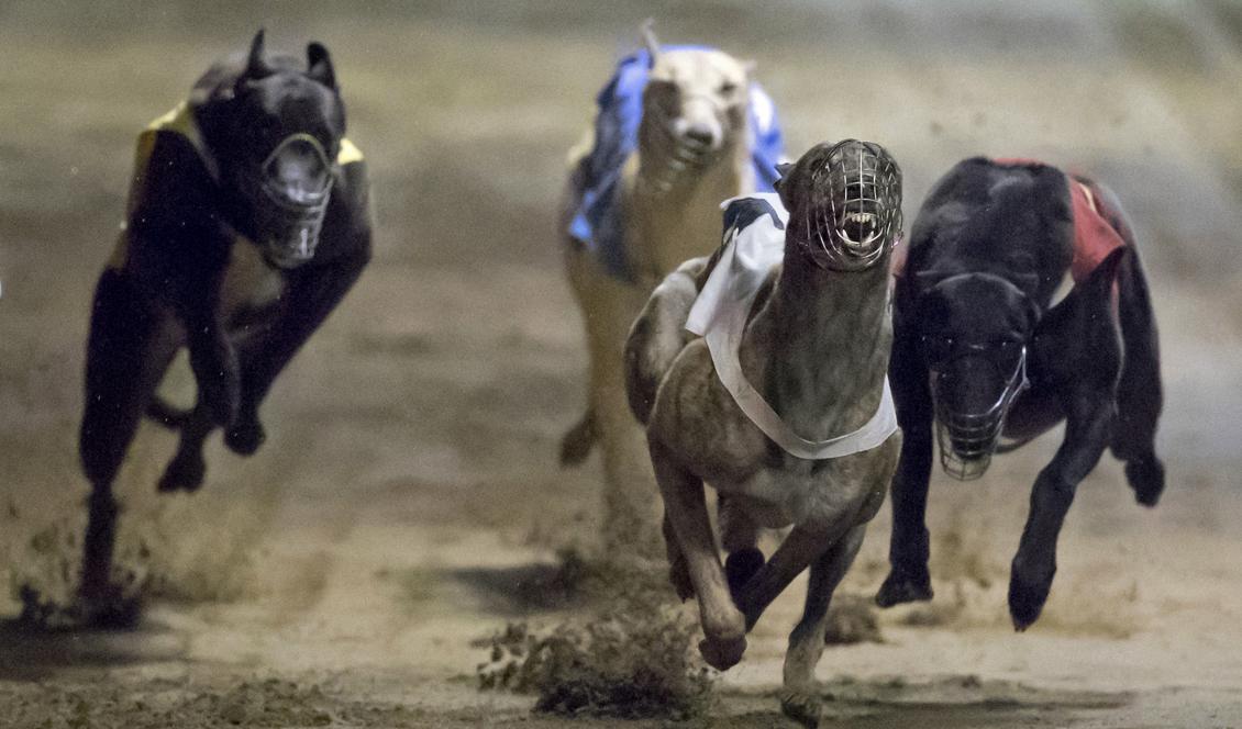 Hundlopp har varit populärt i den forna portugisiska kolonin ända sedan 1930-talet. Foto: Kin Cheung/AP/TT/ Arkivbild.