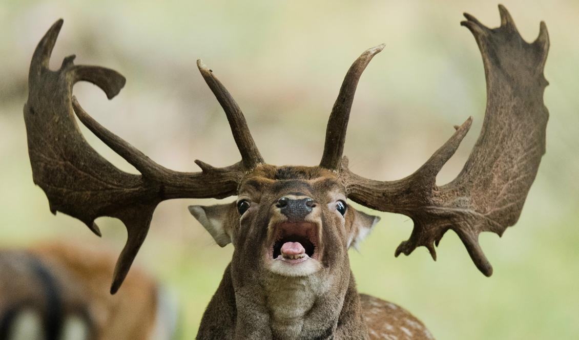 Dovhjortar ställer till med trafikolyckor och skador på grödor i Västra Götaland. Nu införs jakt även på sommaren i vissa kommuner. Foto: Julian Stratenschulte/AFP/Getty Images