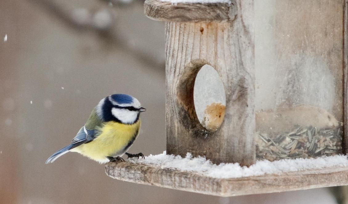 
Blåmesen var Sveriges näst vanligaste vinterfågel 2018. Foto: Paul Kleiven/NTB/TT-arkivbild                                                