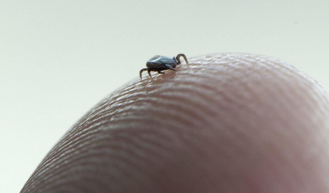 Varje sommar är en fästingsommar, säger fästingexperten Kajsa Glemhorn. Foto: Fredrik Sandberg/TT-arkivbild