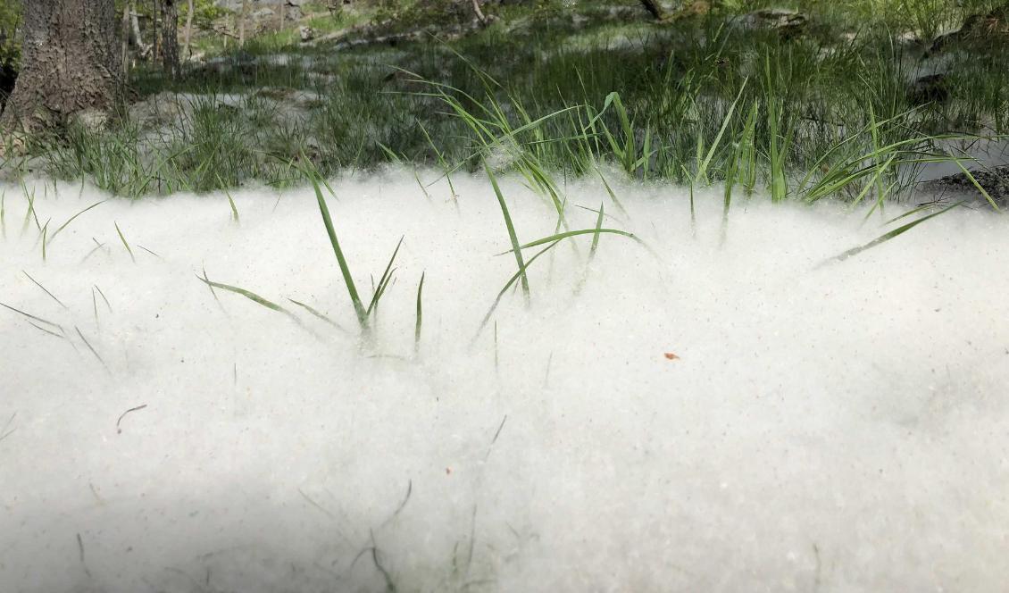 Det ligger som ett vitt bomullstäcke på marken och dalar från himlen i maklig takt. Men det är inte snö, det är aspfrön i rekordmängder. Foto: Pontus Ahlkvist/TT