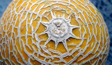 Den yngre brodern gav ett heligt löfte om att han skulle arbeta hårt på melonfältet för att verkligen förtjäna sin melon när den dagen kom.